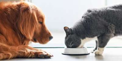 categorie Animalerie sur kitgool